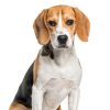 The Beagle Everitt Conspiracy